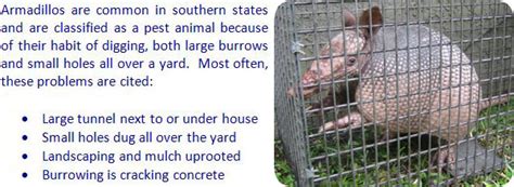 There are a few possibilities for legally getting out a lease for free. How do you get rid of armadillos in your yard ...