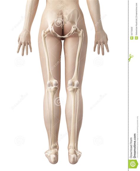Now you can shop for it and enjoy a good deal on aliexpress! Female Leg Bones Stock Photos - Image: 34775633