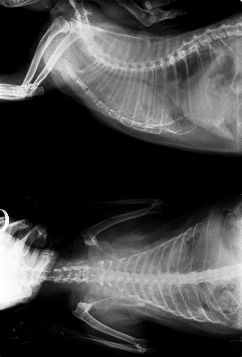 A professional veterinarian on just answer said the price can vary from state to state; File:X-ray of FeLV-positive cat with lung cancer.jpg ...