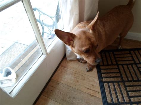 Check spelling or type a new query. Chigi (Corgi Chihuahua mix) Facts, Temperament, Training ...