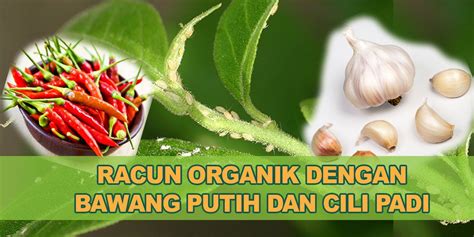 Cara membuat wanita orgasme ⭐sampai lunglai jadi ketagihan teknik yang benar (+) produk terbaik agar kuat bercinta klik! Belajar cara mudah buat racun organik sendiri di rumah ...