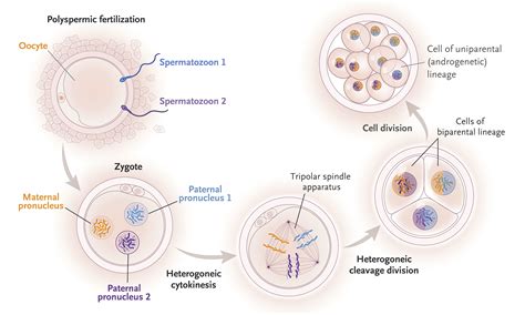 How do genetic drift, gene flow, mutation, nonrandom mating, and natural selection cause microevolution? genetics - What exactly does the phrase "chimerical ...