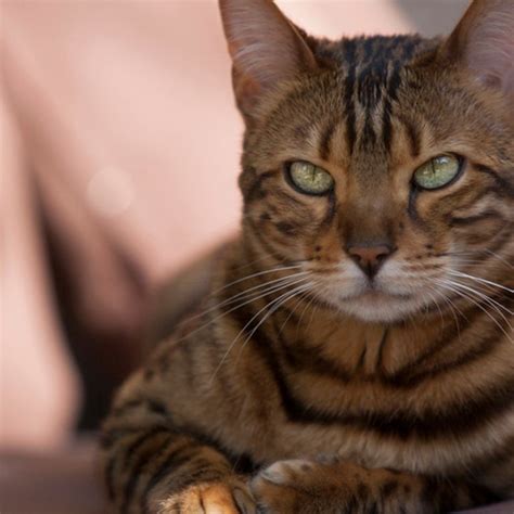 #gato | 8b people have watched this. Te presentamos a Thor, probablemente el gato más bonito ...