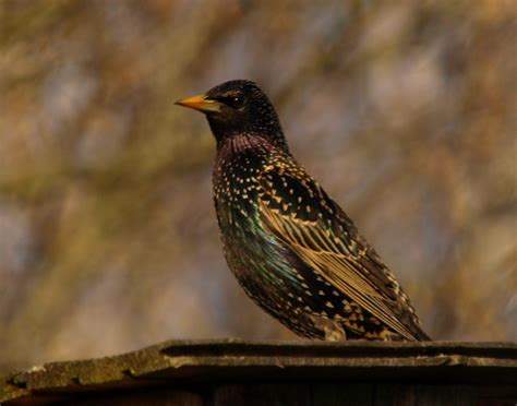 Wenn du eine wohnung zur miete suchst, bist du bei uns genau an der richtigen adresse. Auf Wohnungssuche Foto & Bild | tiere, vogel, tier Bilder ...