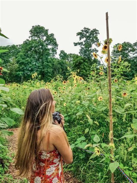 Not worth to make the long distance travel and the pricy entrance. Beautiful Sunflower Fields In Long Island, NY | Find Love ...