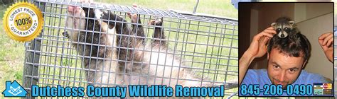 Pest control services required for offices, schools, warehouses, hotels, and restaurants are termed as commercial pest control. Dutchess County Wildlife Control New York