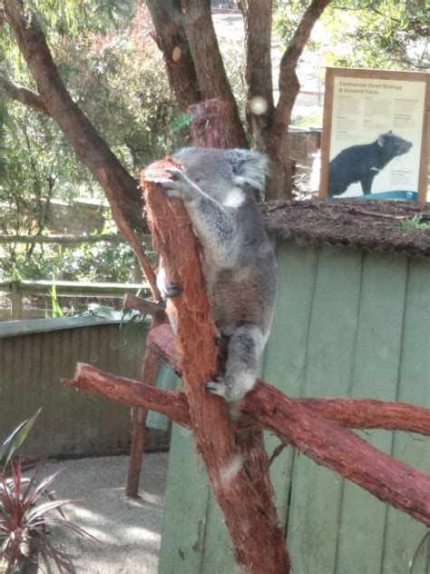 Tempat menarik di perth menjadi tempat percutian populer yang ada di australia. Bercuti di Melbourne, Australia: hari ke 5 : Ballarat ...