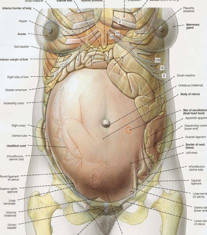 Maybe you would like to learn more about one of these? PG NEET Anatomy MCQs 98 - Abdomen, Pelvis & Perineum - 20