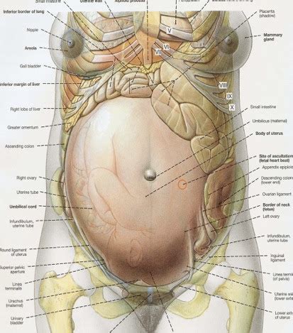 Most common malignancy of the female reproductive tract. Anatomy Of The Female Pelvis - Anatomy Drawing Diagram