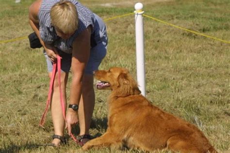 Puppy program is designed to get dog owners and their puppies off to a great start and is open to all dogs, purebred or mixed, that are old enough to have completed necessary vaccinations. Canine Good Citizen (CGC) - American Kennel Club