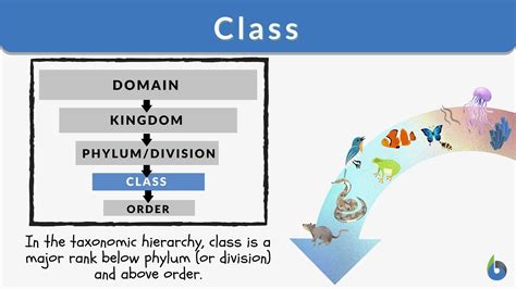 Class Definition and Examples - Biology Online Dictionary