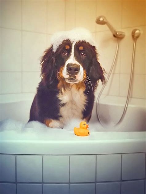 The bernese mountain dog pups are great puppies to have around with their friendly nature and willingness to work. Dog Grooming Tips For New Dog Owners | Bernese mountain ...