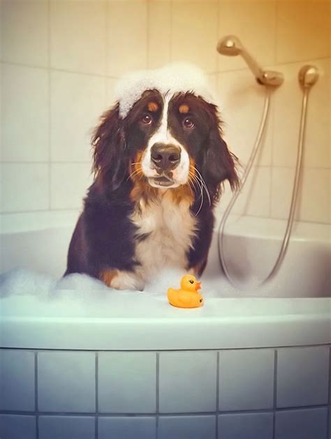 The cost to buy a bernese mountain dog varies greatly and depends on many factors such as the breeders' location, reputation, litter size, lineage of the puppy, breed popularity. Dog Grooming Tips For New Dog Owners | Bernese mountain ...