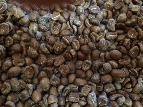 Available at very few places nearby. Do these coffee beans look moldy? - Page 2
