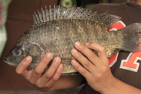 Ikan ini telah didomestikasi sehingga sudah menjadi ikan lokal dari indonesia. D' Sungai Lepoh Chalet & Kem: Jom pancing @ D' Sungai ...