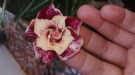 Rosas do deserto precisam de um amplo espaço para raiz crescer. Rosa Do Deserto Golden Faith 😍🌷🌹 - YouTube