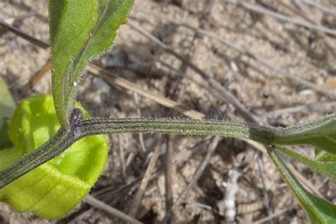 Though they look quite similar to cherry tomatoes, all parts of the horse. Virginia Ground Cherry (Physalis virginiana)