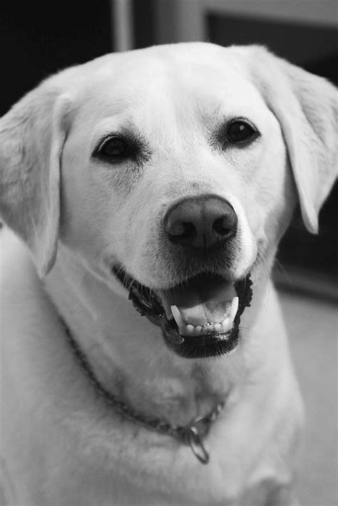 Waves can support a variety of looks, from carefree and beachy to sleek and classy. Why Does My Lab Have Wavy Hair? | Cuteness