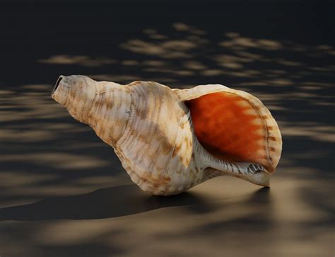 Sea shell 01 - Blender Boom | Sea shells, Sea, Shells