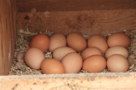 If you store and refrigerate them correctly, fresh eggs in the shell can last three to five weeks. Egg Storage and the Myth of Refrigeration - 101 Ways to ...