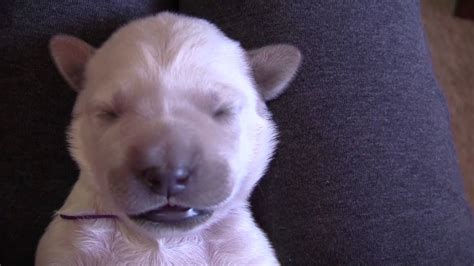 Their excitement is infectious and just too cute. Cute newborn English Golden Retriever puppy running in ...