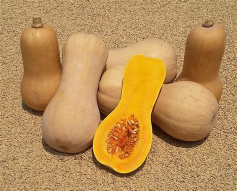 Kesedaran masyarakat terhadap khasiat madu lebah kelulut telah meningkatkan permintaan terhadap madu ini. √ Harga Labu Madu Terbaru, Butternut squash yang Manis ...