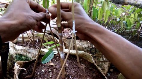 Perkara ini mungkin baru kepada kebanyakan orang. wow..cara baru pohon durian cepat berbuah "sambung kaki ...