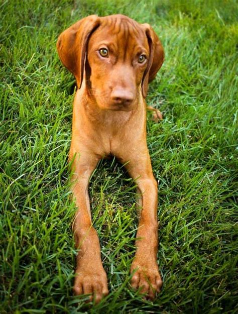 Why buy a vizsla puppy for sale if you can adopt and save a life? Best Dog Food for Vizslas 2019