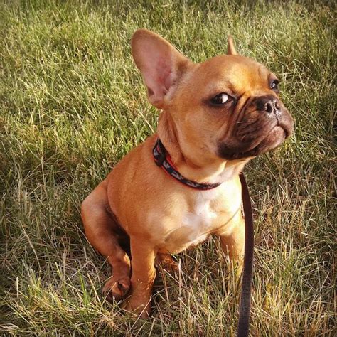 Producing bulldogs with beautiful confirmation and health since 2001. French Bulldog Rescue Network :: Newman