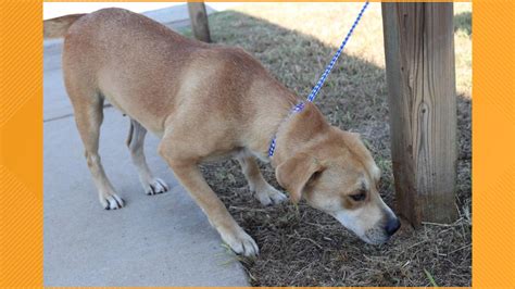 Maybe you would like to learn more about one of these? Jacksonville Animal Shelter participating in Clear the ...
