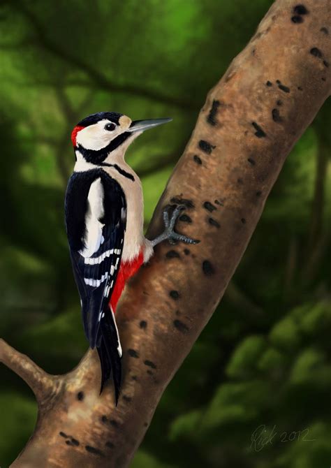 Find images of spotted woodpecker. Greater Spotted Woodpecker (Digital Painting) by Rick ...