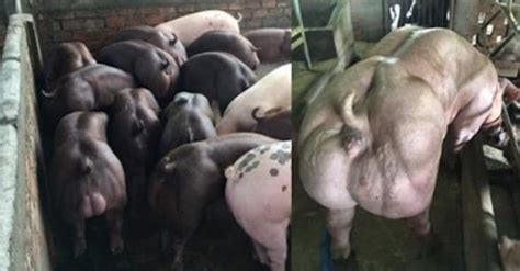 Mais quand est ce que les écureuils pourront forniquer avec les poulpes, ou bien que les hamster pourront tripoter des hippopotames, sans qu'ont disent hades a écrit: Ce que cette ferme fait à ces cochons est révoltant ! (vidéo)