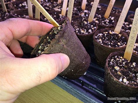 If you watch that mold for a. Tomato Seed Starting Tips