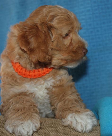 How do you like gobstones? Tango Wool Labradoodles, Labradoodle Breeders In ...