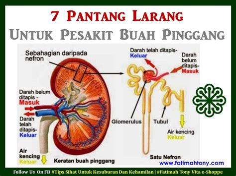 Fungsi buah pinggang amat penting dalam pencegahan penyakit dan aliran darah, ia menapis darah segala kotoran, kuman dan toksik dalam darah. Pantang Larang ~ Penawar Pesakit Buah Pinggang