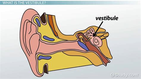 .or without vulvar vestibulitis and in asymptomatic women // j psychosom obstet gynaecol, 2004 a. Vestibule of the Ear: Function & Vestibulitis - Video & Lesson Transcript | Study.com