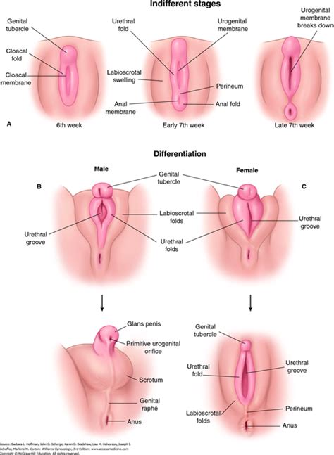 Maybe you would like to learn more about one of these? CHAPTER 18: Anatomic Disorders | Obgyn Key