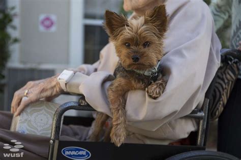 All they ask for is a free place to stay, which means your only cost for unlimited pet care is an annual membership — it's that. 'Pet Peace Of Mind' Keeps Hospice Patients, Pets Together ...