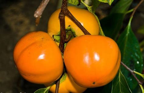 Persimmon fruits look like translucent orange orbs, hanging amongst leathery green foliage. Hana Fuyu | Demirel Kardeşler Fidancılık