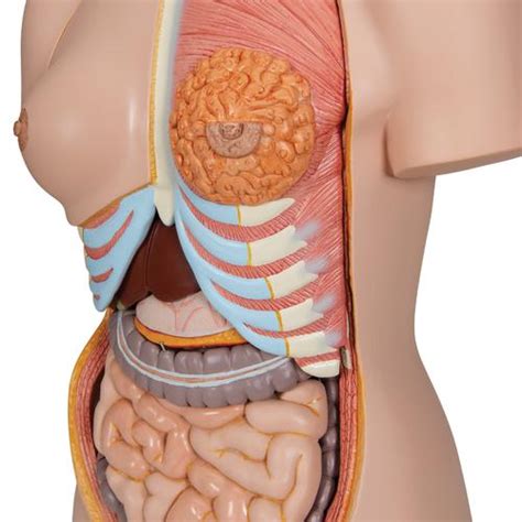 Human torso model with abdominal organs intact. Human Torso Model | Life-Size Torso Model | Anatomical ...