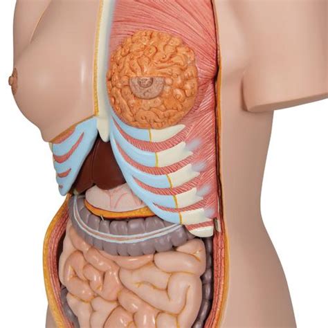 If so, you will find numerous anatomical human torso models at. Human Torso Model | Life-Size Torso Model | Anatomical ...