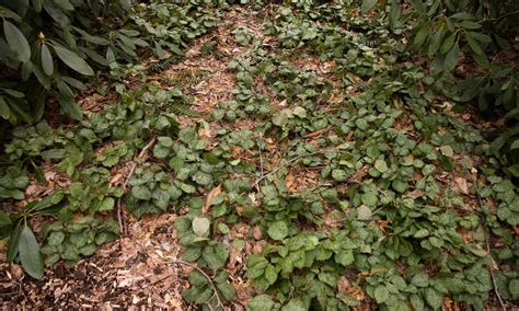 In terms of usage, japanese pachysandra plants are classified as ground covers. Pachysandra Procumbens: Allegheny Spurge Ground Cover ...