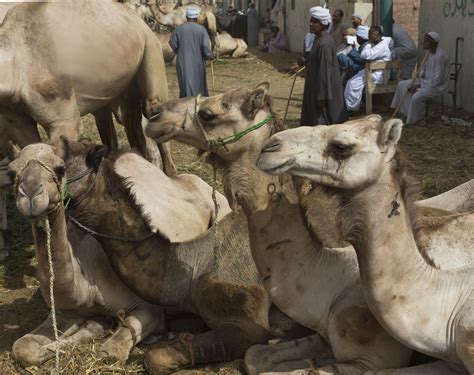 Camel milk has always been known in the middle east, but the accessibility for the wider public has been limited… our goal is to promote the benefits of camel milk as a natural and pure resource of the region, and as a healthy. MERS virus found in camels in Qatar, linked to human spread