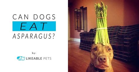 Find out if this is a good or bad food option for your pet by watching this. Can Dogs Eat Asparagus?