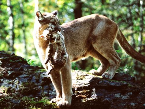 Great for windows, linux, android, macos operating systems. Forest Animals | Wallpapers Rain Forest Animals | ZOOM