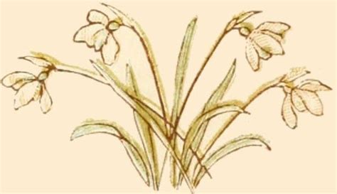 Charlotte de la tour (in french), le langage des fleurs, 7e éd., paris : Language of flowers, 1884 | Flower quotes, Illustration ...