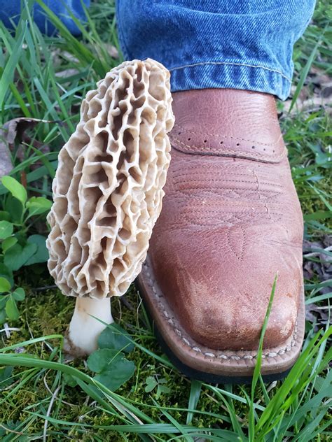 Giant morel mushroom we found here in TN! : foraging