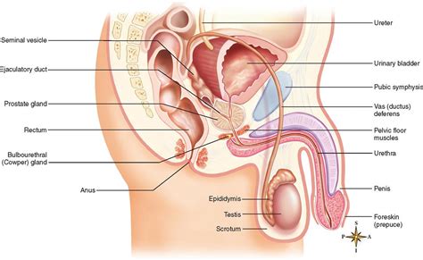 The accessory glands, which include the seminal vesicles and prostate gland. Male Reproductive Organs - Fetish Latex