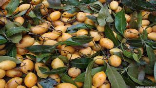 Hempedu bumi suppliers & manufacturers , include malaysia herbal shop , nutriwide organics , erp two one technologies & innovations sdn bhd , anugerah alam. Kundang Fruit | Fruits images, Fruit trees, Fruits name list
