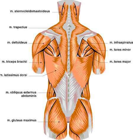 In these organs, muscles serve to move substances throughout. Pin on Middle Back Pain